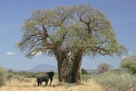 Tipos de árboles