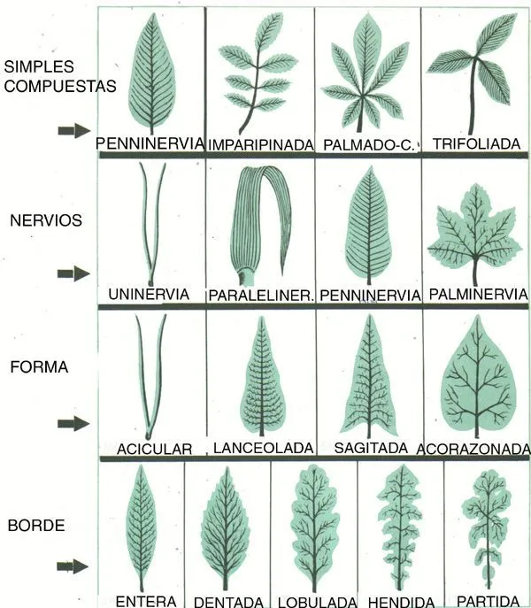 tipos de arboles y sus nombres - Buscar con Google | árboles ...