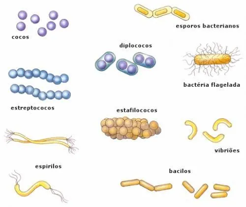 Tipos De Bacterias Por Su Forma Y Nmero Clulas Agregadas