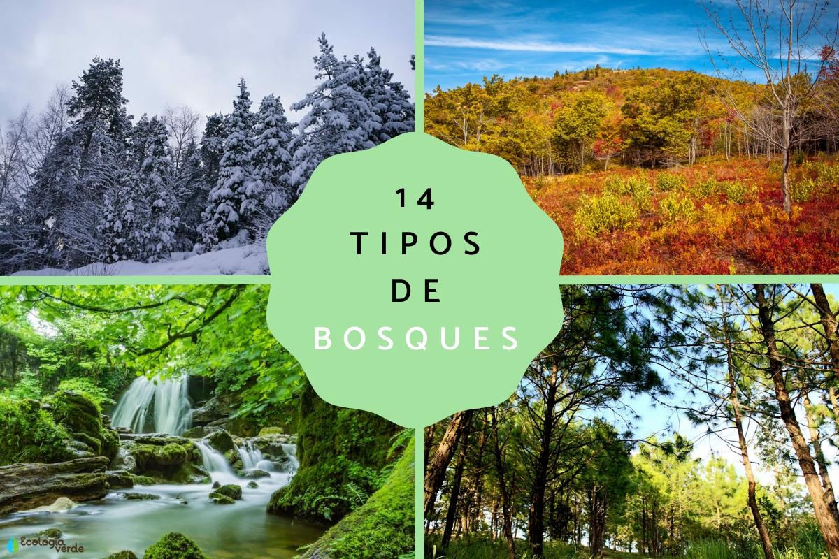 Tipos de bosques - Características y fotos