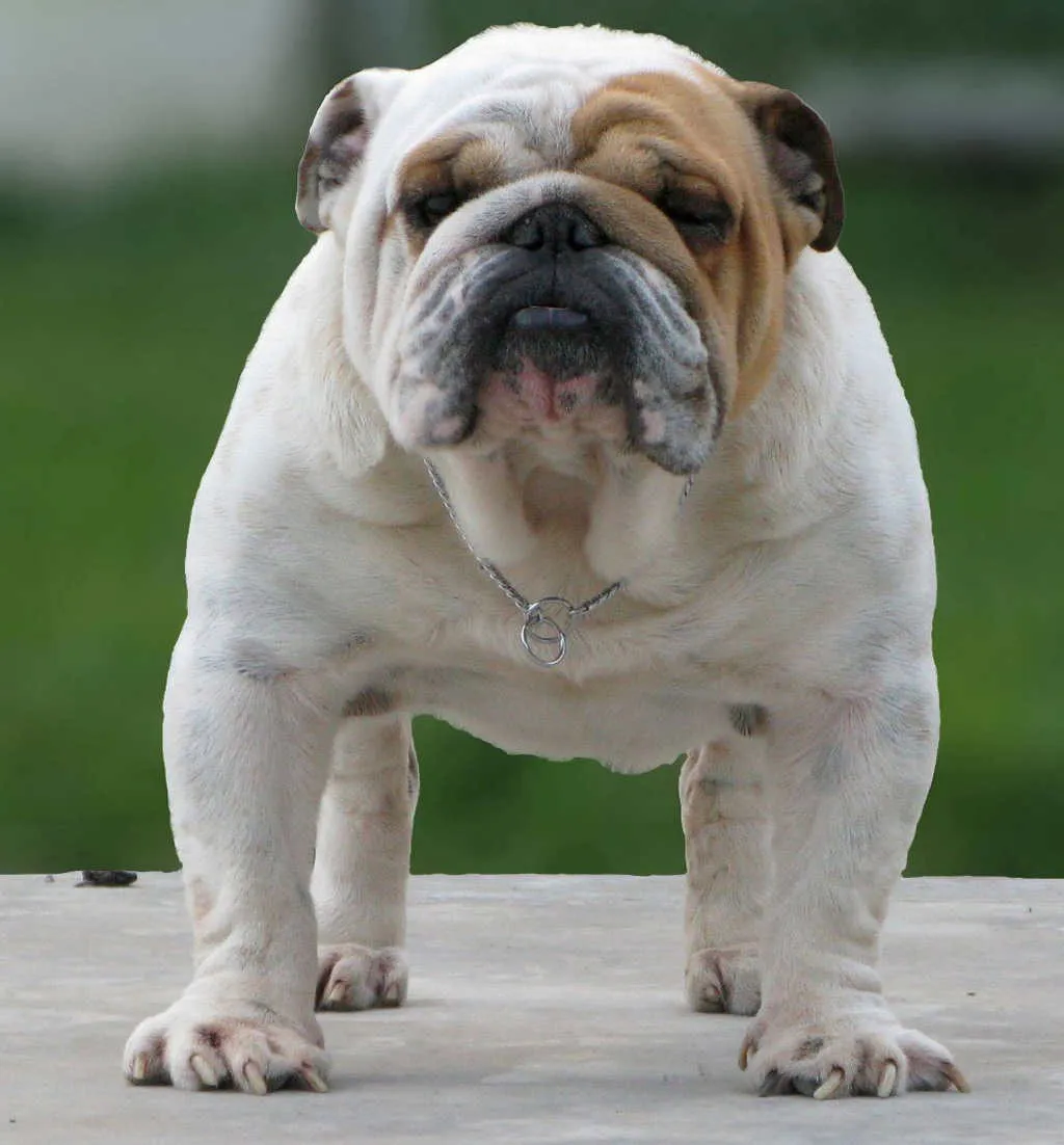 TIPOS DE BULLDOG INGLÉS: El Bulldog Inglés