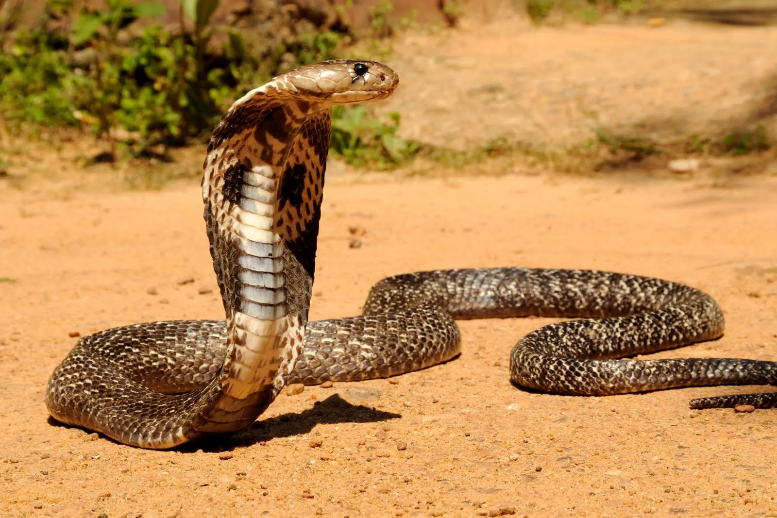 Tipos de cobras - Clasificación y Clases