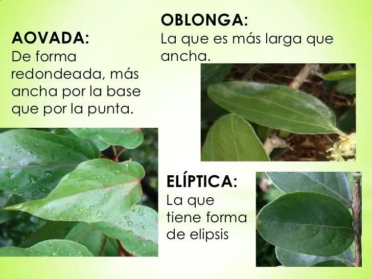 tipos-de-hojas-7-728.jpg?cb= ...