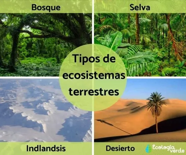 Tipos de ecosistemas terrestres y ejemplos - Características y FOTOS | Tipos de ecosistemas, Ecosistemas, Ecosistema terrestre y acuatico