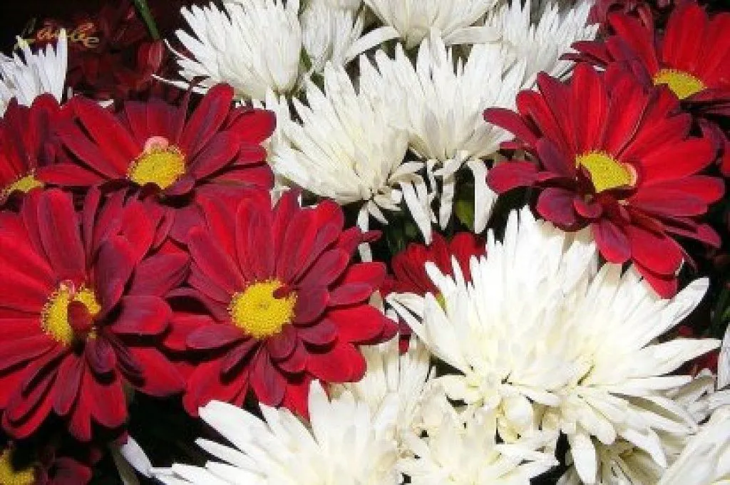 tipos de flores (2) | Cuidar de tus plantas es facilisimo.