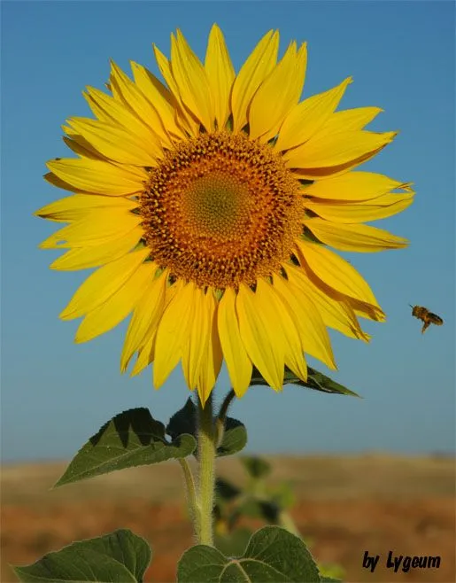 Imágenes de flores y plantas: Girasol