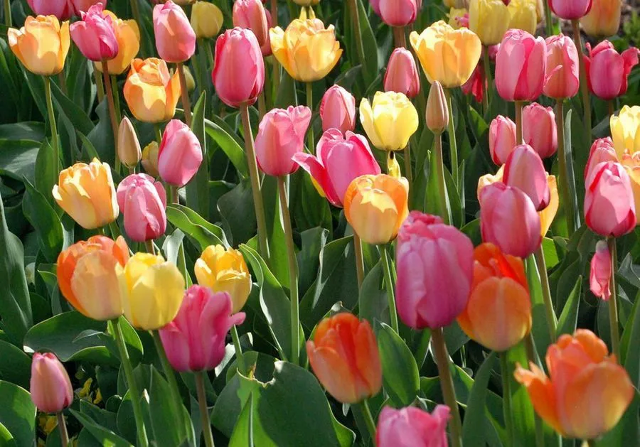 Cuántos tipos de flores hay? | Plantas