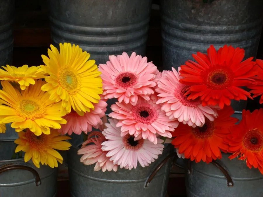 Cuántos tipos de flores hay? | Plantas