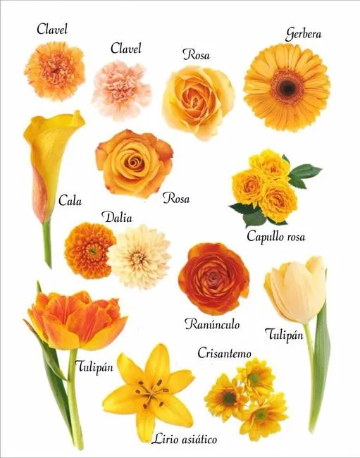 Tipos de flores: naranja