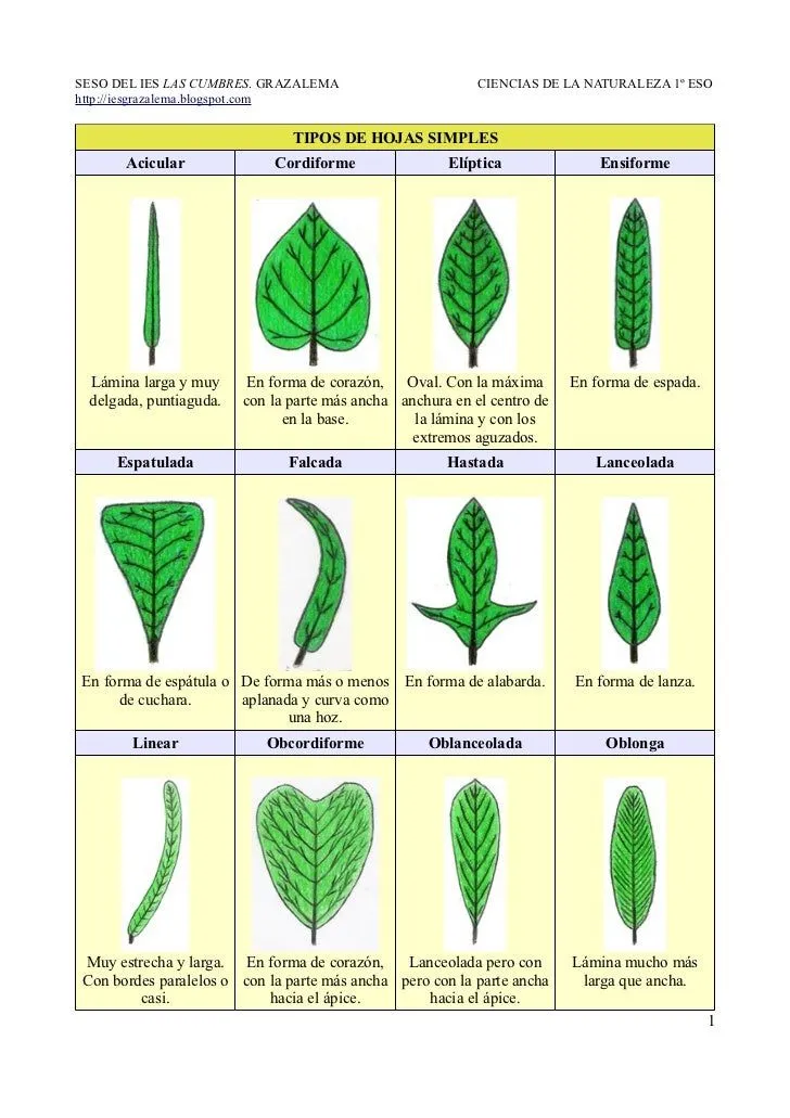 Tipos de hojas