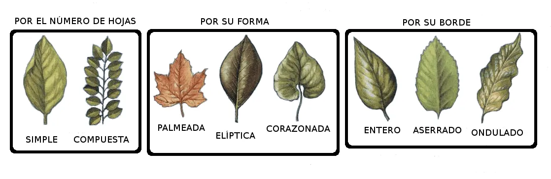 Tipos de hojas compuestas - Imagui