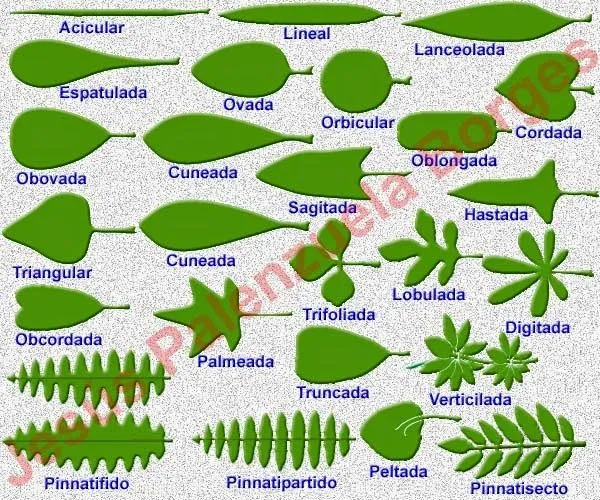 Imagenes de tipos de hojas con nombre - Imagui