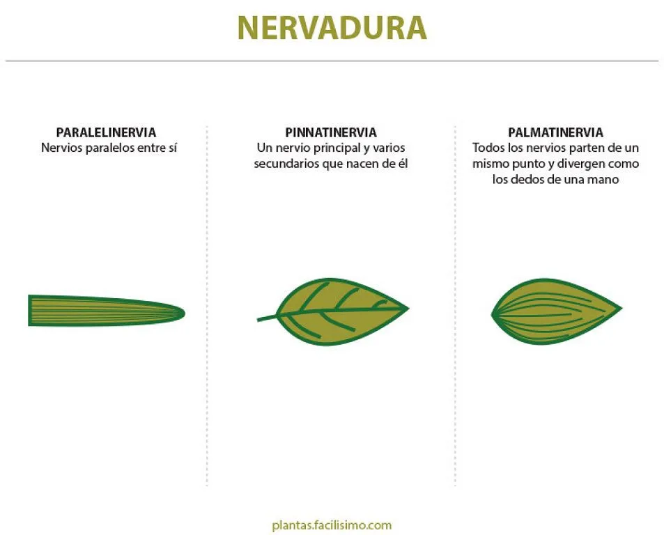 nombres de hojas de plantas | Cuidar de tus plantas es facilisimo.