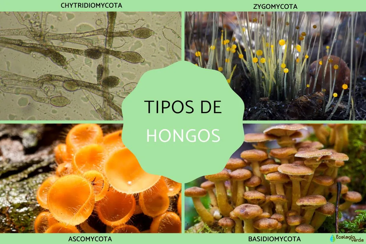 Tipos de hongos - Guía completa