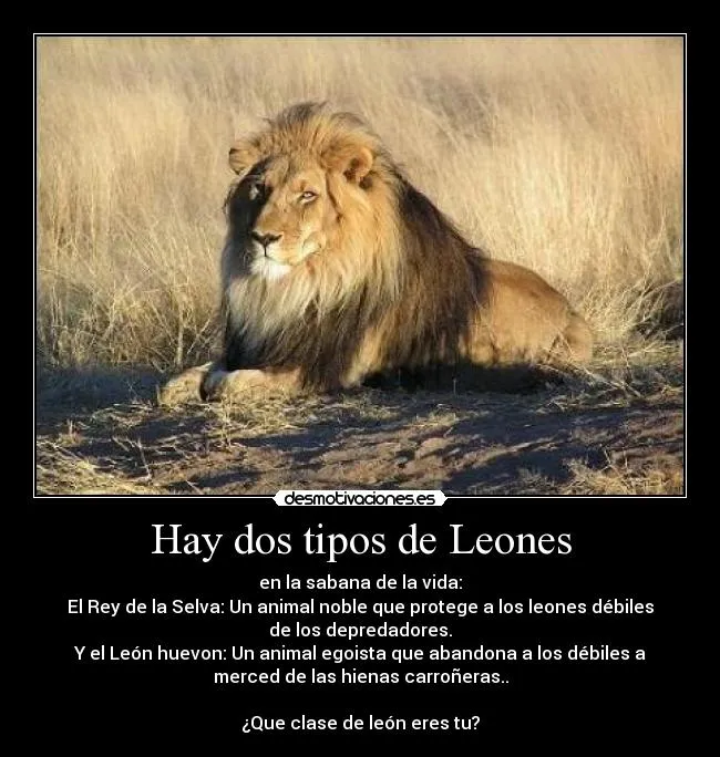 Hay dos tipos de Leones | Desmotivaciones