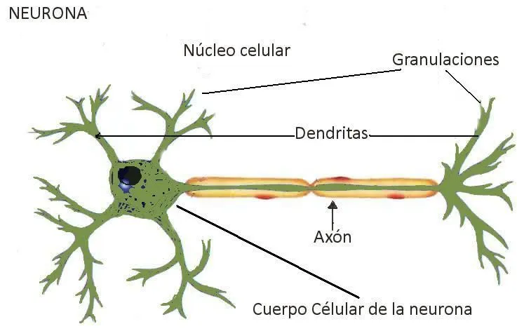 Tipos de Neuronas