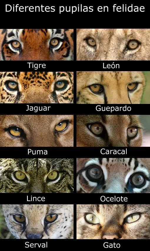 TIPOS DE OJOS FELINOS | A|N|I|M|A|L | Pinterest