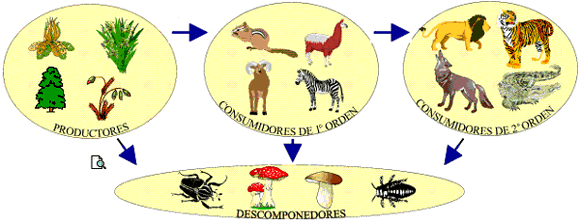 Tipos de organismos que habitan en un ecosistema | El Blog de El ...