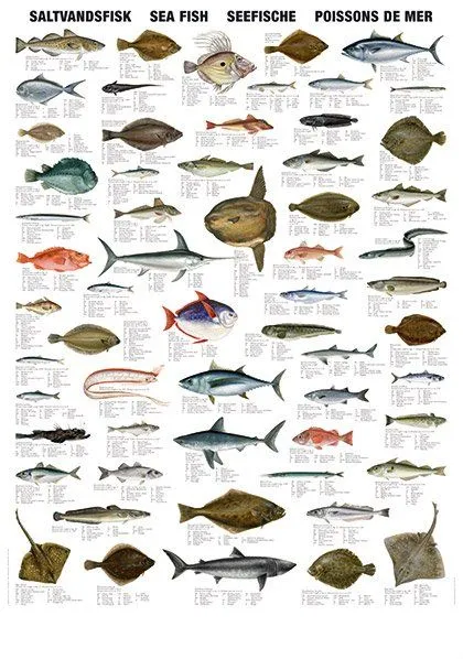 mar de los tipos de pescado-Pescado-Identificación del producto: