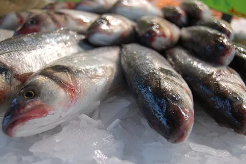 Tipos de pescado - comida sana