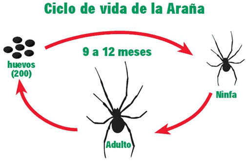 Tipos de Plagas | Allemandi