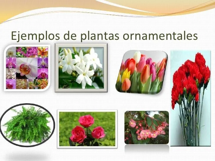 Tipos de plantas blog