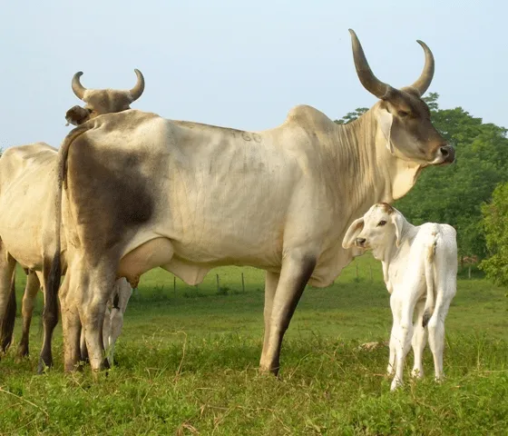 tipos de raza de ganado bovino: Ganado de carne