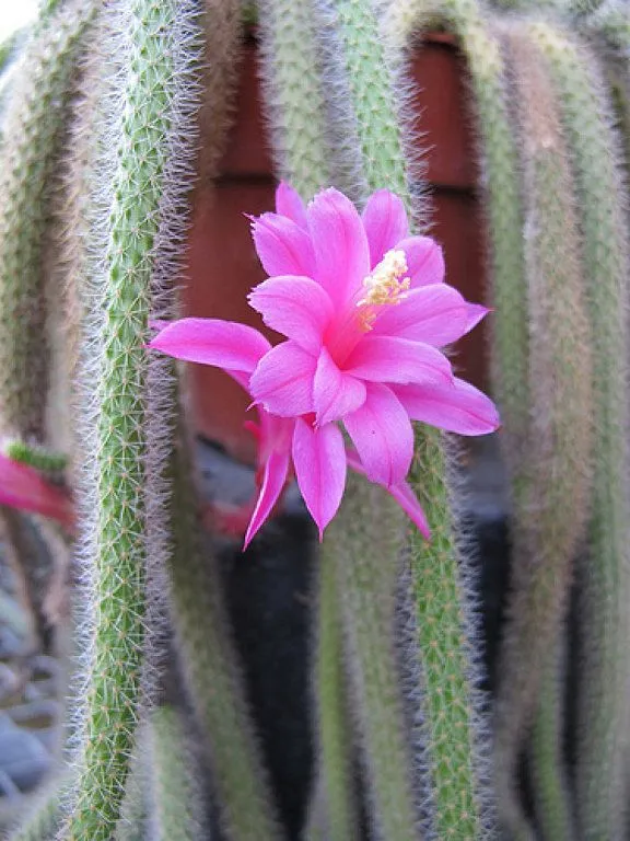 tipos de suculentas | Cuidar de tus plantas es facilisimo.