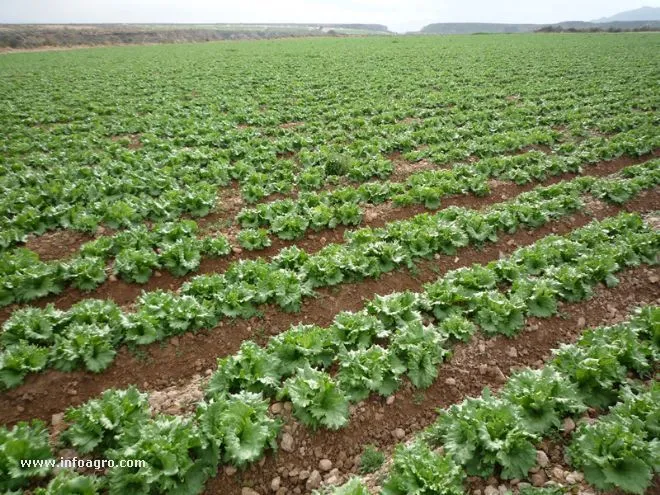 Suelos | Tipos de suelo en los que se puede cultivar