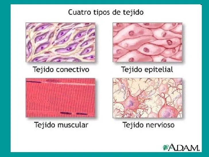 Tipos de tejidos