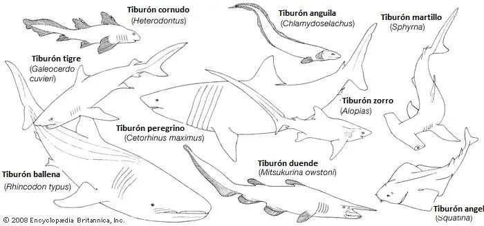 Tipos de tiburones | TIBURONPEDIA