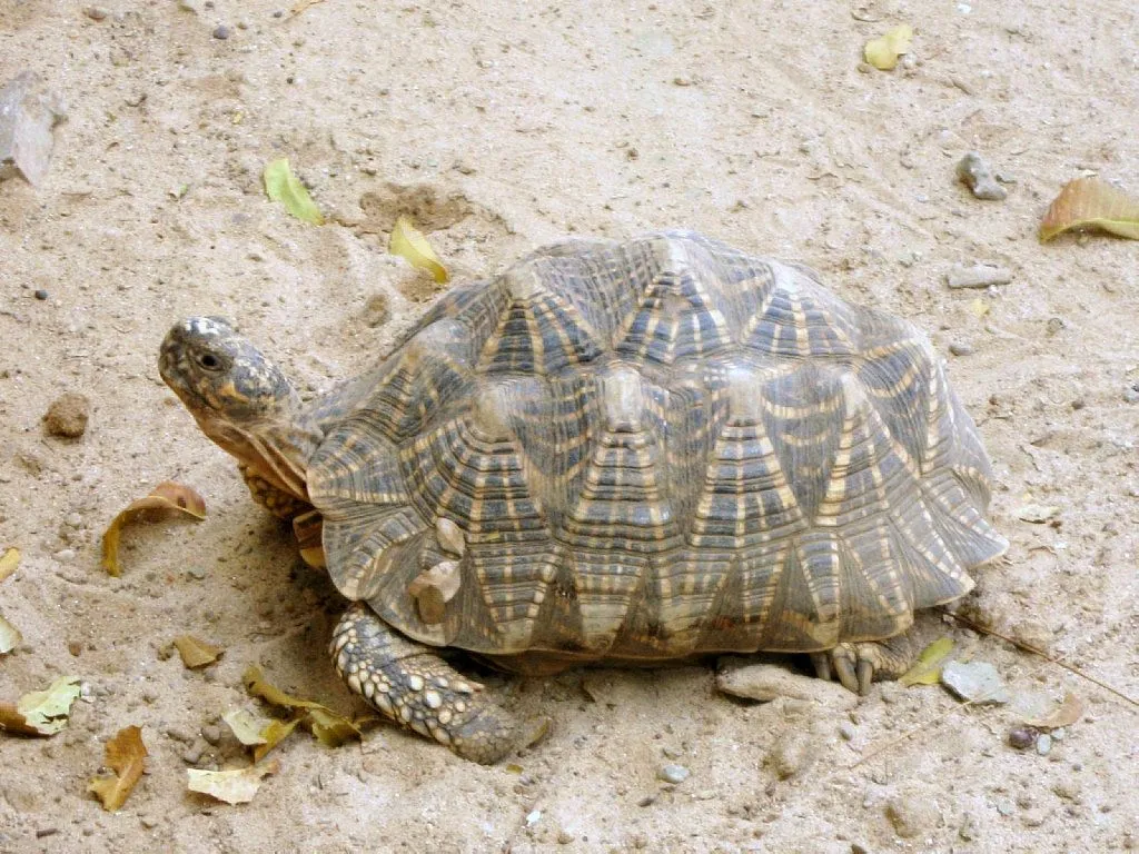 tipos tortugas terrestres | Cuidar de tu mascota es facilisimo.