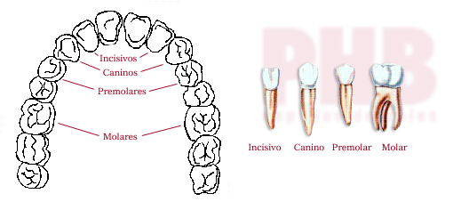 tiposdientes.gif