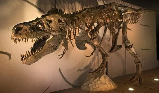 Tiranosaurio Rex - Fotos, Hechos y Historia | Dinosaurios