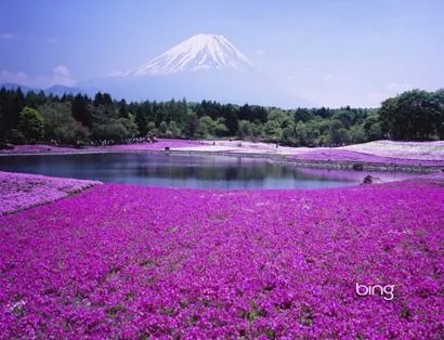 Tlacotzontli: Flores Lilas