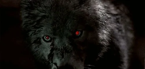 tmp_Silver Lunar - Arcanjo Lycan - Gifs Lupinos - Muitos Lobos ...