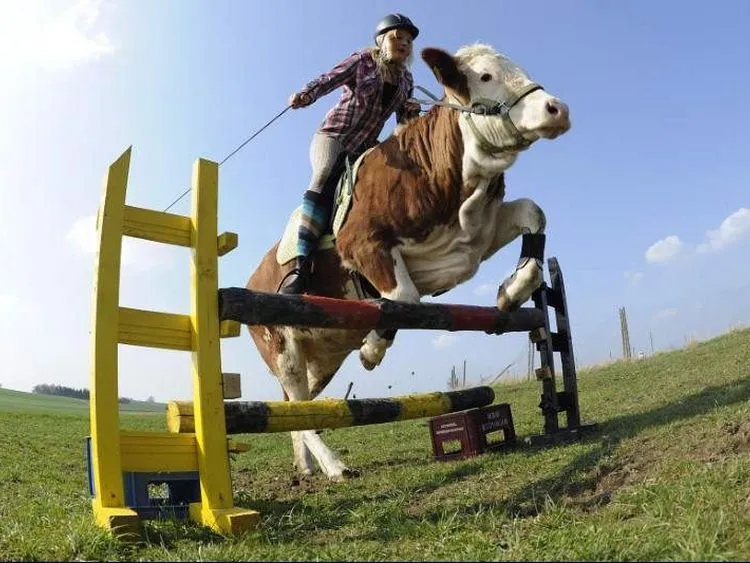 Tocala de Primera: Caballo por vaca