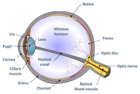 TOEIC Glosario del ojo humano en inglés - FYNE Formación