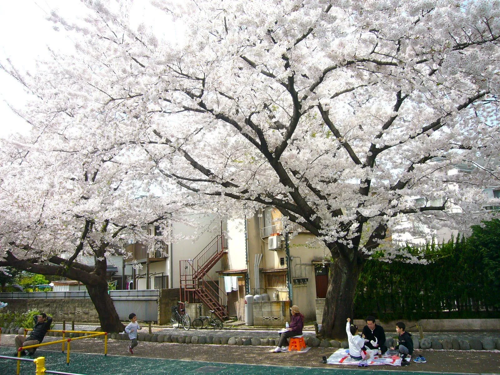 Tokyo LIFE: Sakura, cerezos en flor