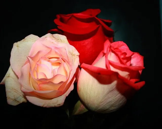 Otra toma de las rosas para mi madre. | Flickr - Photo Sharing!