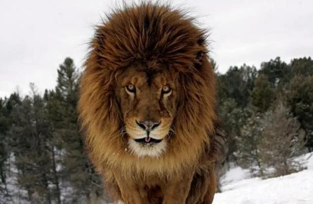 4 fotografias salvajes de animales - Imagui