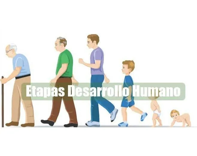 TOMi.digital - Etapas del Desarrollo Humano