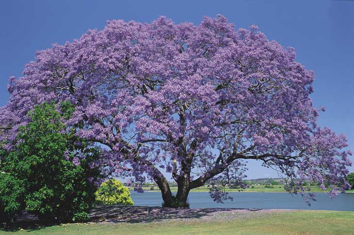 en tonalidades azules moradas se suguiere plantar en espacios amplios ...