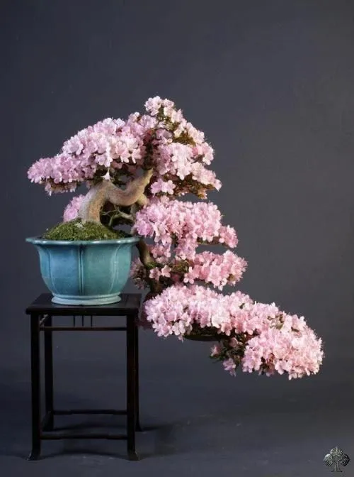 Top 10: los diez mejores bonsáis de flor - Bonsai Empire