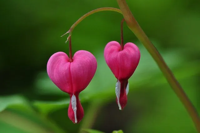 top 10 de las flores mas bonitas del mundo | camilita2410