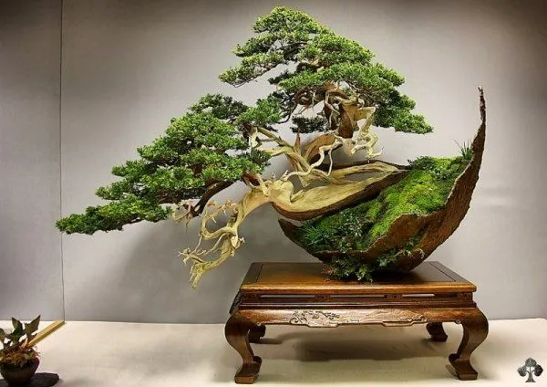 Top 10: Imágenes más populares de "Bonsái del día" - Bonsai Empire