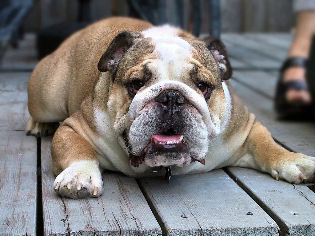 Top 17 Beautiful And Fabulous BULLDOG Wallpapers In HD -