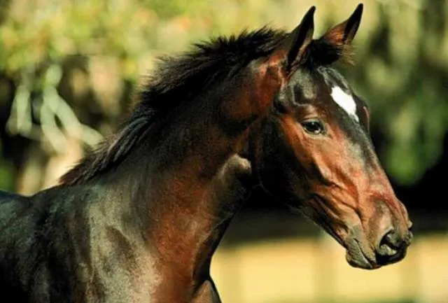 Top10] Razas De Caballos. - Taringa!