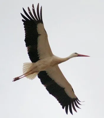 TOPOAGUILERA: CIGUEÑAS / STORKS