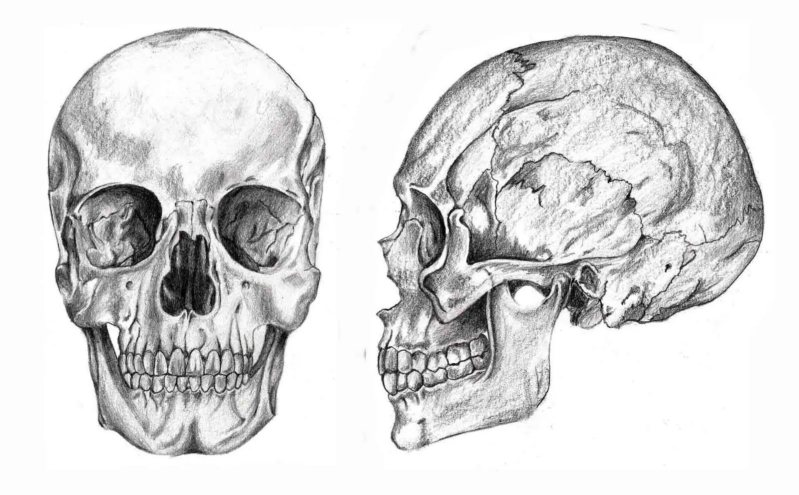 Un toque de rojo: Estudio del esqueleto humano